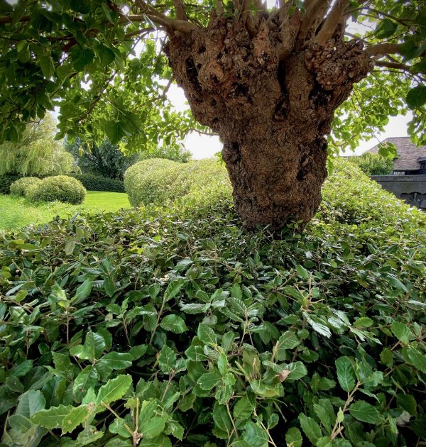 Tuinonderhoud door Herweijer Hoveniers