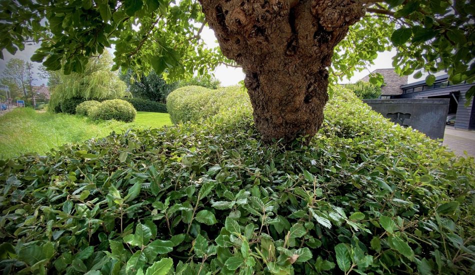 Tuinonderhoud door Herweijer Hoveniers