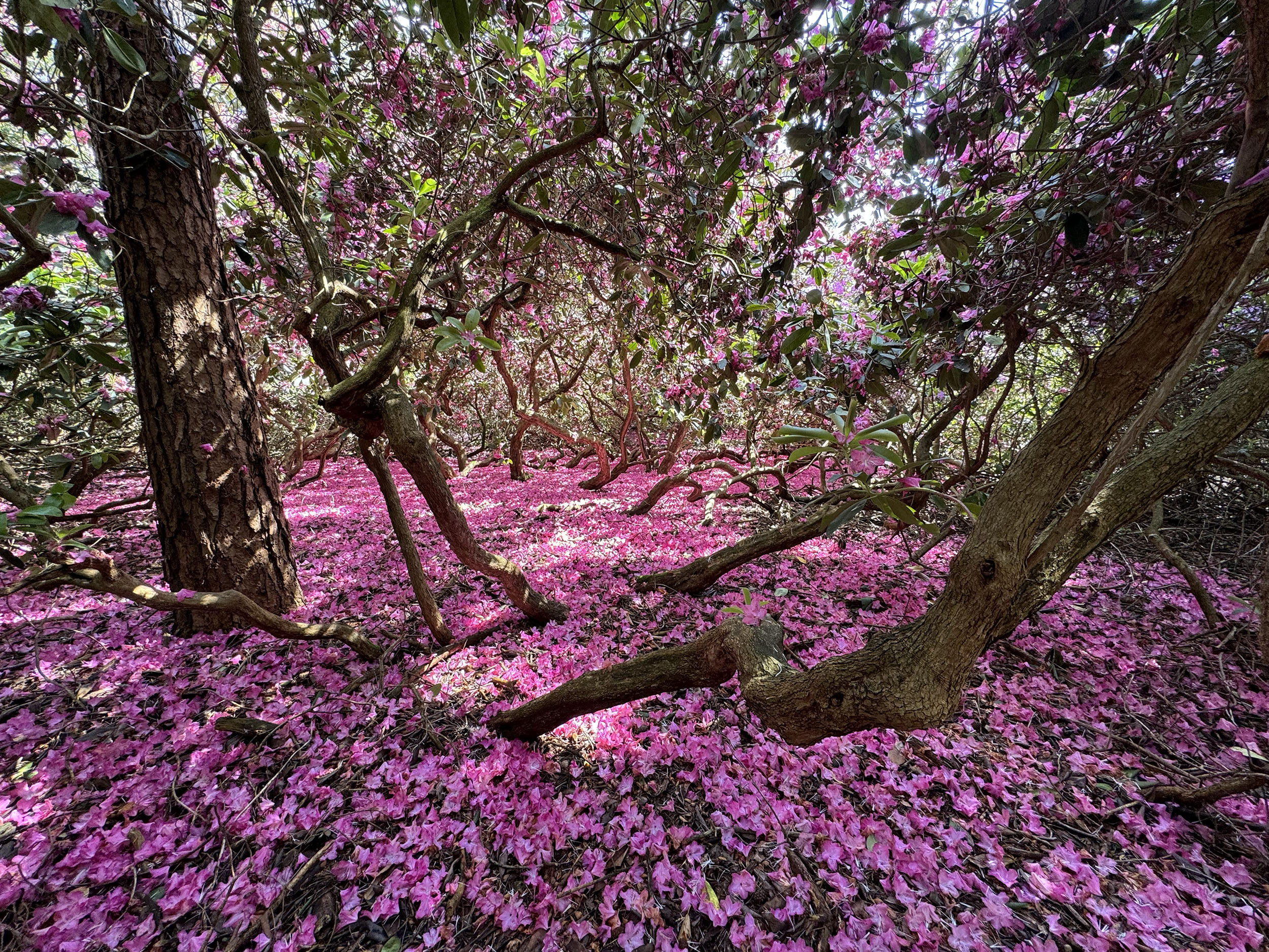 Herweijer hoveniers Landgoed Birdnest Veluwe