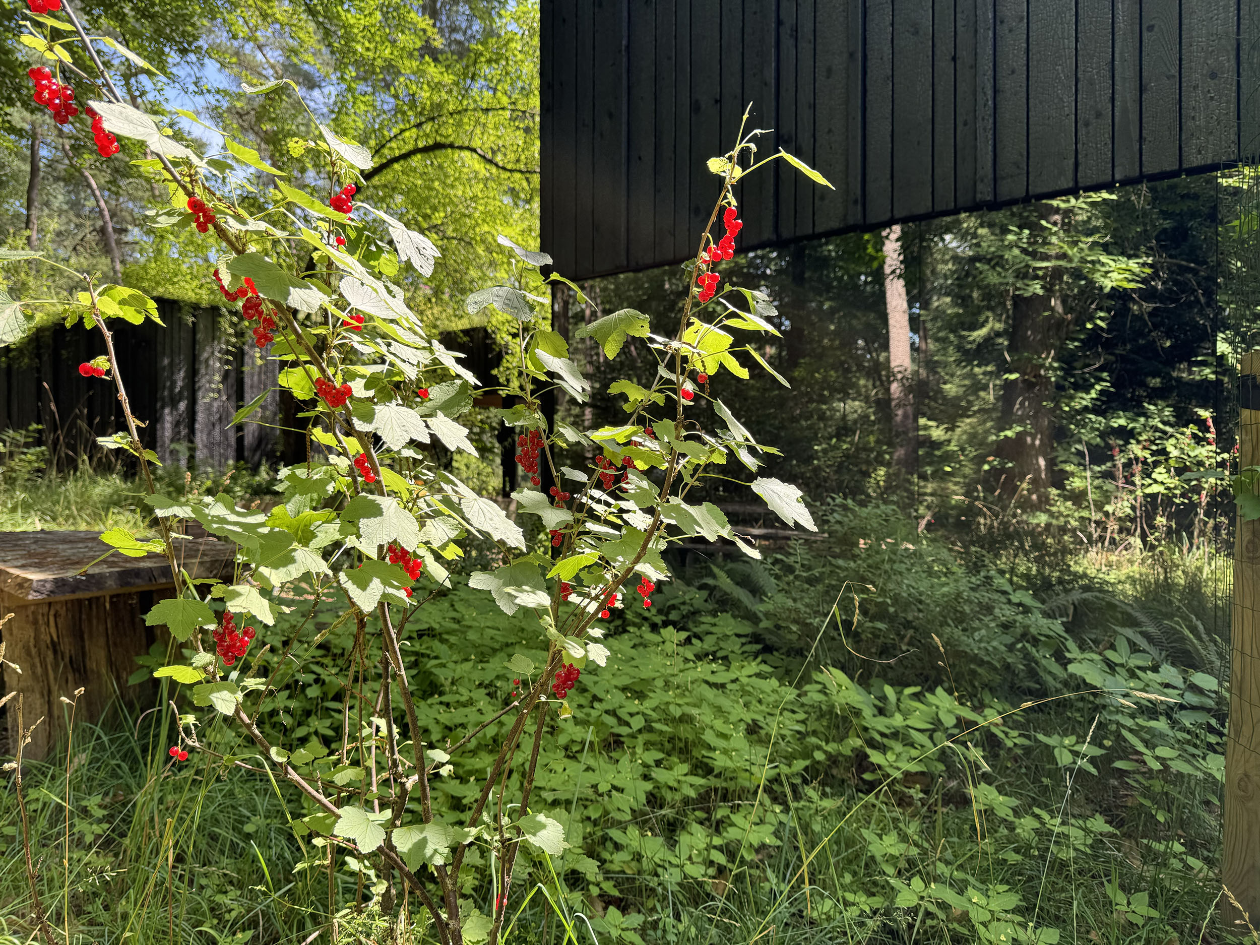 Herweijer hoveniers Landgoed Birdnest Veluwe